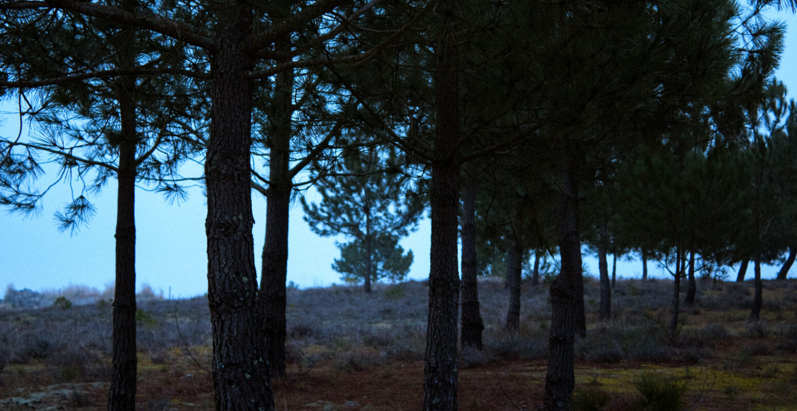 photography-bordeaux-project-personal-natura-01